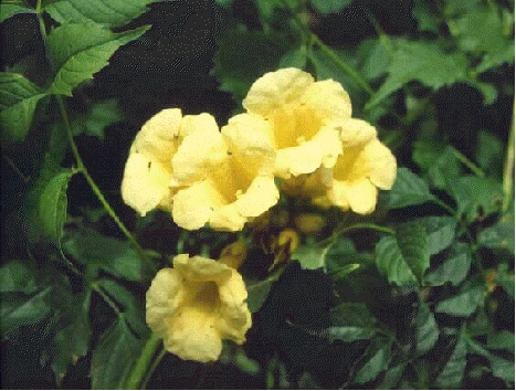 Yellow Trumpet Vine