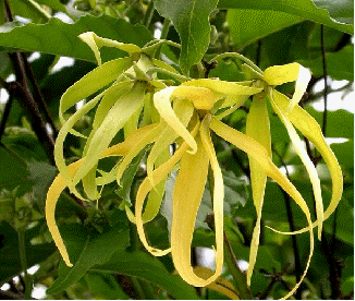 Ylang Ylang, Cananga odorata