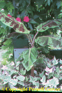Zebra-leaf banana