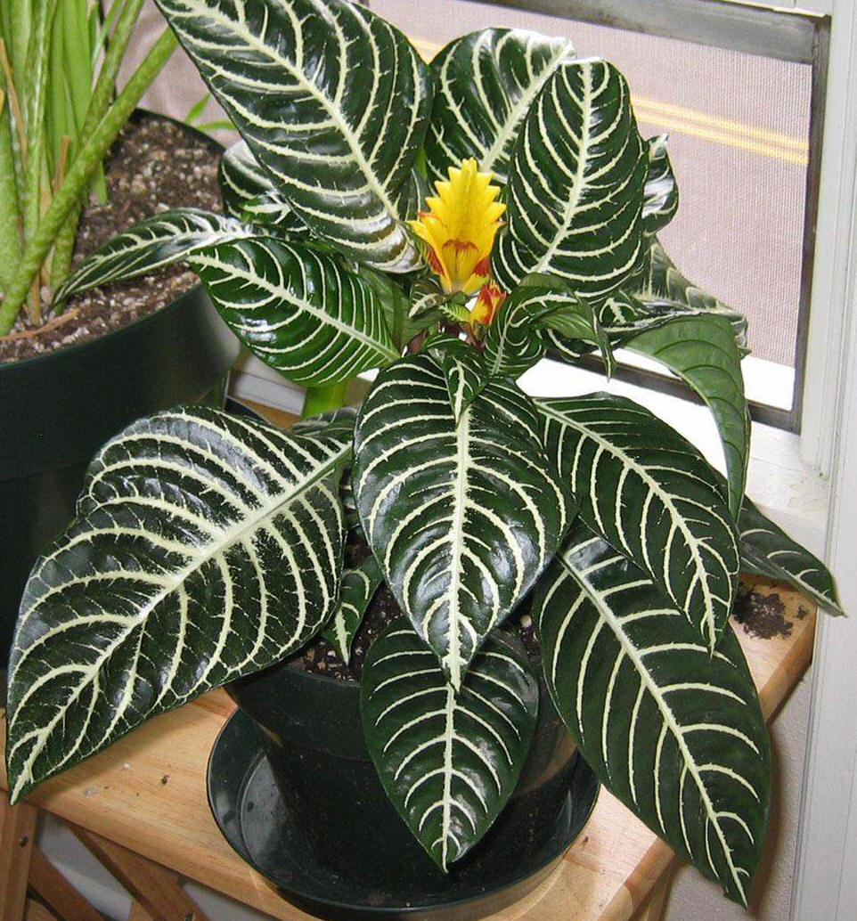 Zebra Plant