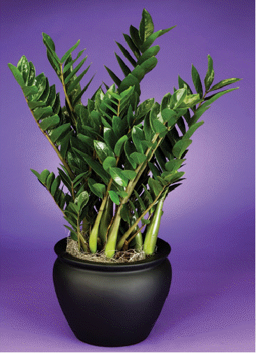 ZZ Plant